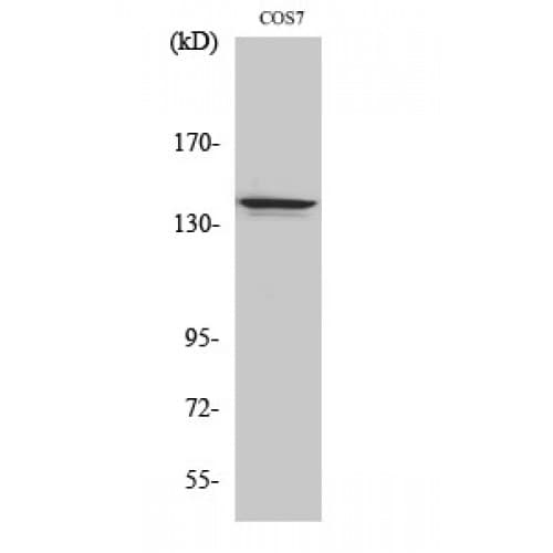 NFRKB Antibody (440-520 aa, Internal)