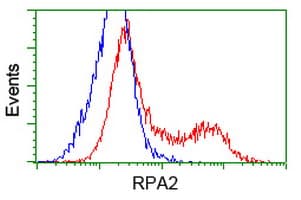 RPA2 / RFA2 / RPA34 Antibody (clone OTI7C12)