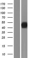 DUSP7 Protein (Over-Expression Lysate Myc-DDK (Flag))