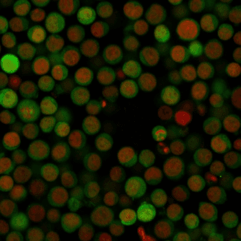 Monoclonal Mouse anti-Human CD274 / B7-H1 / PD-L1 Antibody (clone PDL1/2746, IHC, IF, WB)