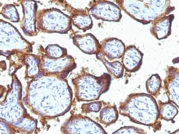 EGFR Antibody (clone 31G7)