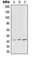 Polyclonal Rabbit anti-Human PEX3 Antibody (N-Terminus, WB)