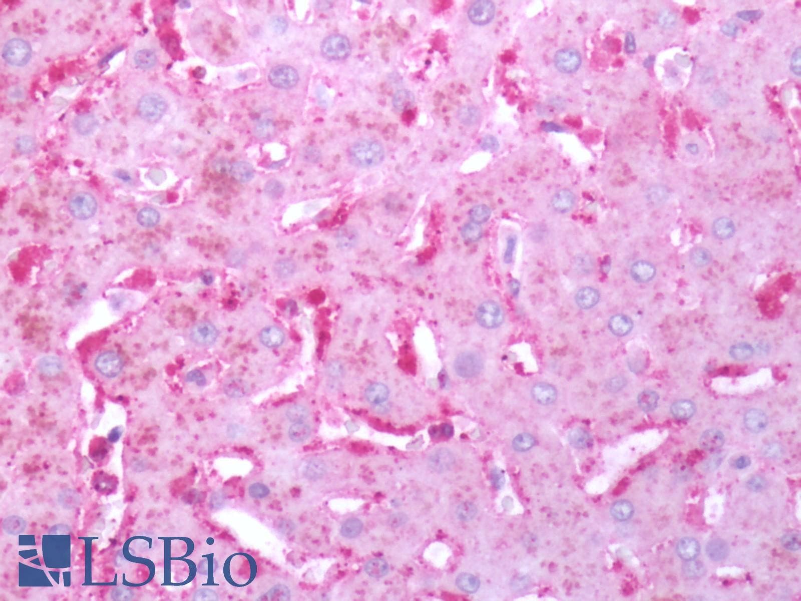 PathPlus™ FPR2 / FPRL1 Antibody (C-Terminus)