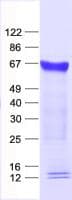 Human ZNF230 Protein (Recombinant His, N-Terminal)