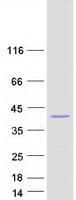 Human MOAP1 / MAP1 Protein (Recombinant Myc-DDK (Flag))