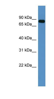 COL9A3 / Collagen IX Antibody (aa507-556)
