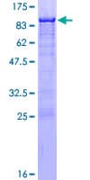 Human NRF1 / NRF-1 Protein (Recombinant GST)