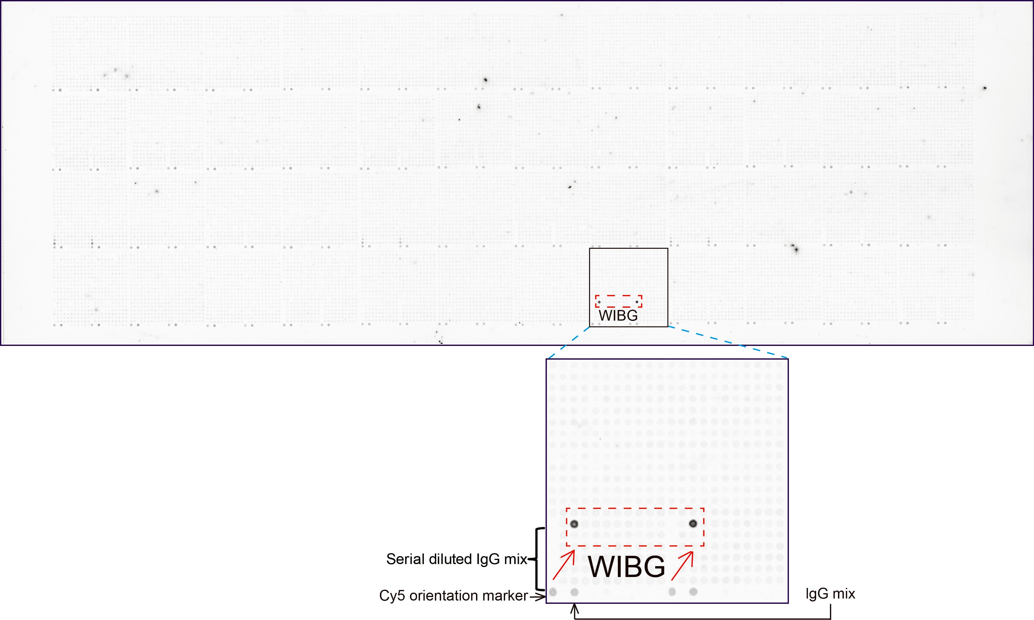 Monoclonal Mouse anti-Human WIBG Antibody (clone UMAB209, IHC, IF, WB)
