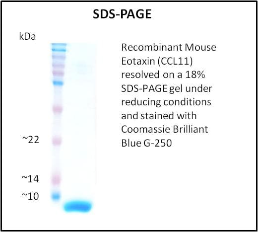Mouse CCL11 / Eotaxin Protein (Recombinant)