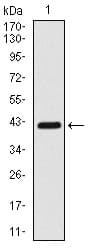 CLP / COTL1 Antibody (clone 5C8E3)