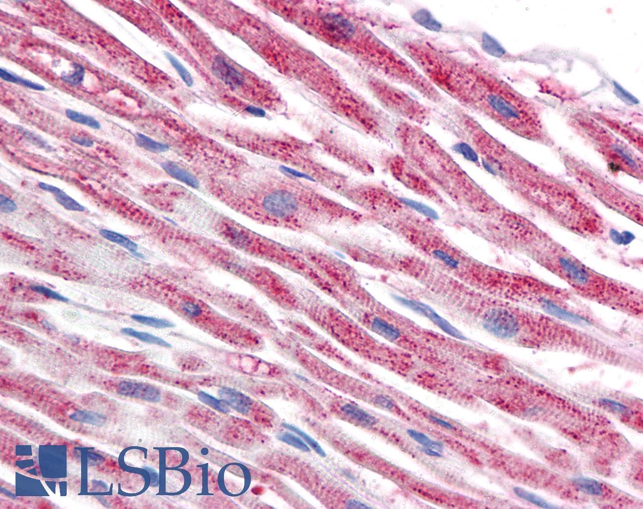 IHC-plus™ Monoclonal Mouse anti-Pig TUBB / Beta Tubulin Antibody (clone TU-06, IHC, WB)