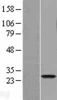HCA557B / METTL21A Protein (Over-Expression Lysate Myc-DDK (Flag))