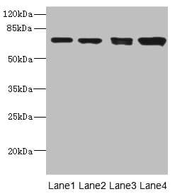 LINGO1 Antibody