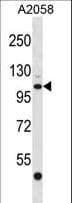 EDEM3 Antibody (aa774-802)
