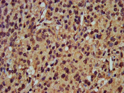 POMP / HSPC014 Antibody