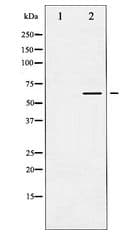 CASP8 / Caspase 8 Antibody