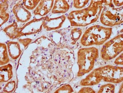 PLCL1 Antibody