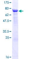 Human TRIM15 Protein (Recombinant GST)