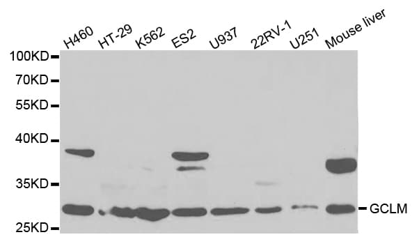 GCLM Antibody
