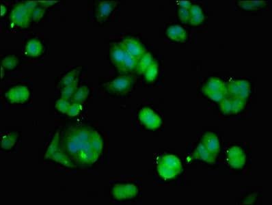 HINT / HINT1 Antibody