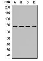 XPNPEP2 Antibody
