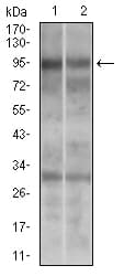 Monoclonal Mouse anti-Human DNM1L / DRP1 Antibody (clone 4E11B11, aa69-213, IHC, WB)