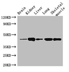 P2RX4 / P2X4 Antibody