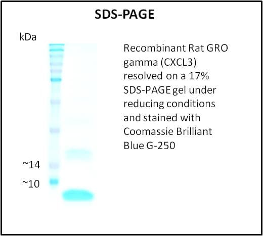 Rat CXCL3 / GRO Gamma Protein (Recombinant)