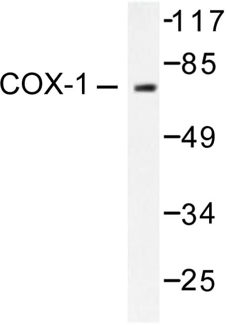 Polyclonal Rabbit anti-Human PTGS1 / COX-1 Antibody (Ser585, IHC, WB)