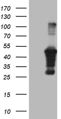 AMDHD1 Antibody (clone OTI2A8)