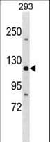 TJP3 / ZO3 Antibody (aa102-129)