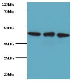 TDP-43 / TARDBP Antibody (aa1-260)