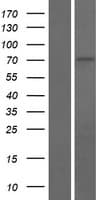 DNAJC2 / ZRF1 Protein (Over-Expression Lysate Myc-DDK (Flag))