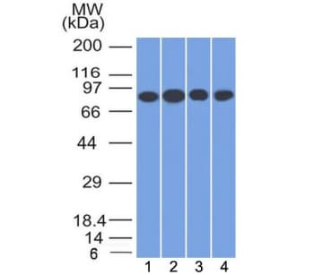 CD71 / Transferrin Receptor Antibody (clone TFRC/1817, Azide-free, BSA-free)