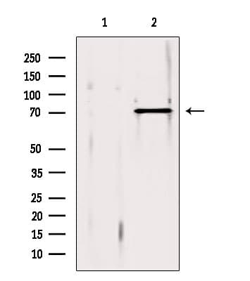 PDIA4 / ERP72 Antibody