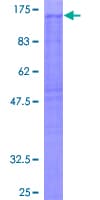 Human NCKAP1 / NAP125 Protein (Recombinant GST)