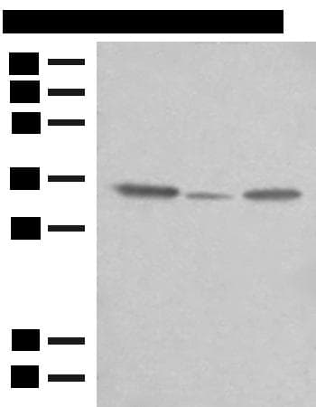 TNRC5 / CNPY3 Antibody