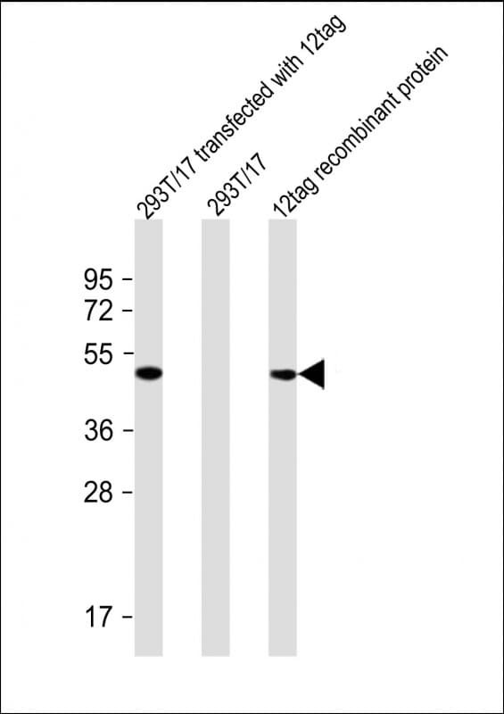 V5 Tag Antibody