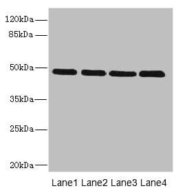 Polyclonal Rabbit anti-Human INHBB / Inhibin Beta B Antibody (WB)