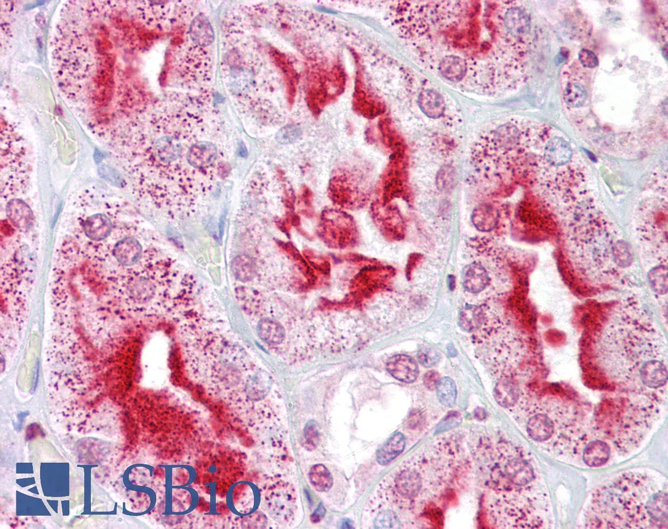 IHC-plus™ ANAPC11 / APC11 Antibody