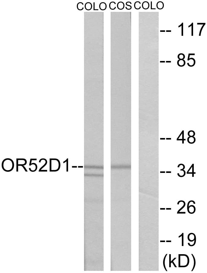 OR52D1 Antibody (aa269-318)
