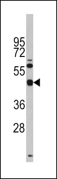 TGIF1 Antibody (aa208-237)