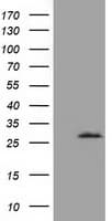 OTUB2 Antibody (clone OTI11A5, Carrier-free)
