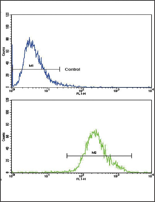 CNOT8 Antibody (aa227-255)
