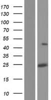 LRRC34 Protein (Over-Expression Lysate Myc-DDK (Flag))