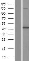 Human ADSL / Adenylosuccinate Lyase Protein (Over-Expression Lysate Myc-DDK (Flag))