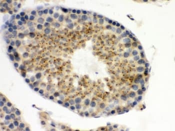 UPF3B Antibody