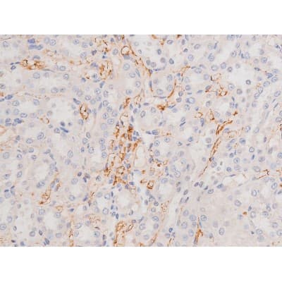 c-Kit / CD117 Antibody (phospho-Tyr703)