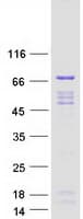 Human NELFA / WHSC2 Protein (Recombinant Myc-DDK (Flag))
