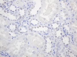 PCNA Antibody (clone OTI4G3)